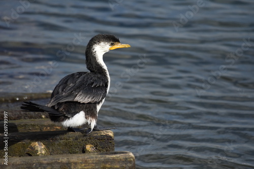 Little Pied Cormorant resting on the ramp
