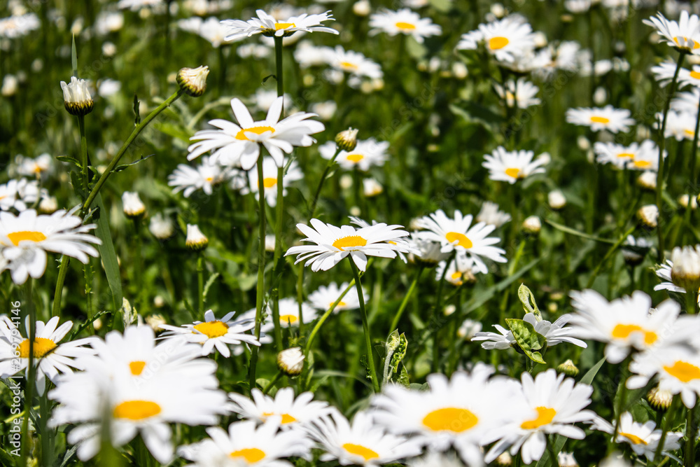 Fototapeta premium Blooming daisies. Chamomile, chamomile moon.