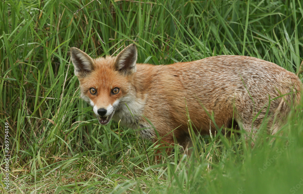 A magnificent wild Red Fox (Vulpes vulpes) hunting for food to eat in the long grass. A magnificent wild Red Fox (Vulpes vulpes) hunting for food to eat in the long grass.