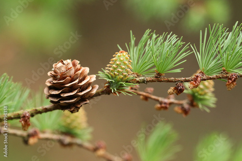 A pretty branch of a Larch Tree, European, Larix decidua, growing in woodland in the UK. photo