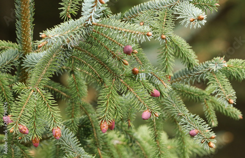 A pretty branch of a Spruce, Tree, Sitka, Picea sitchensis, growing in woodland in the UK. photo