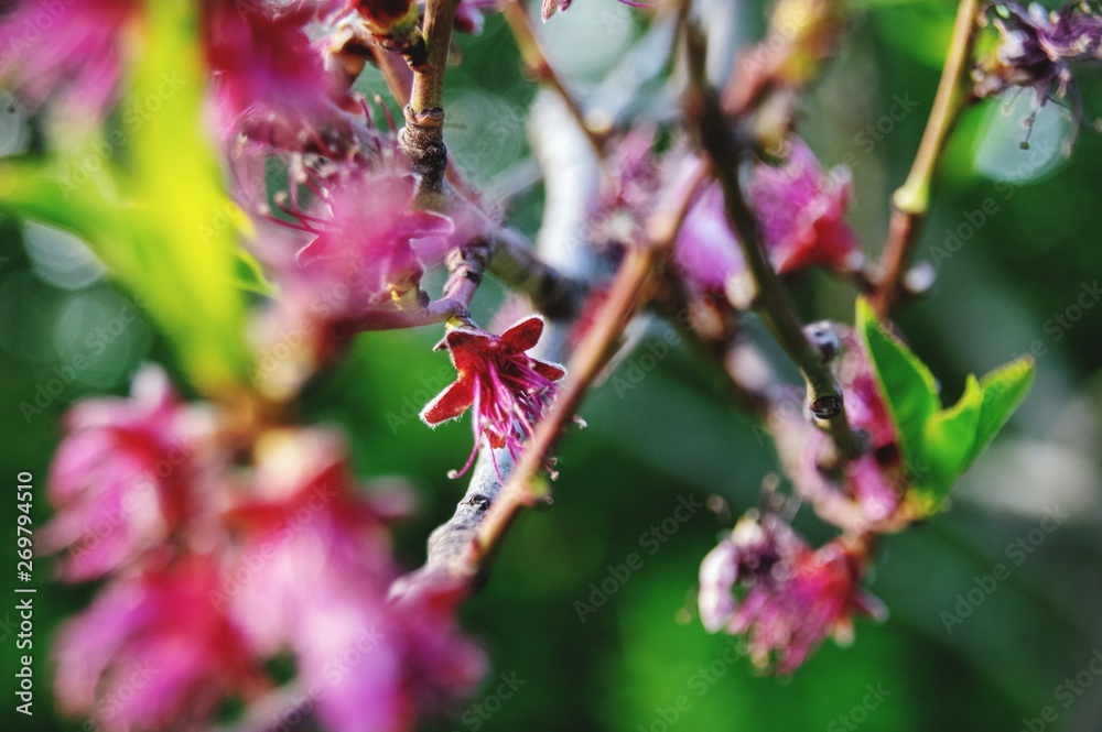 Naklejka premium Macro Blossom