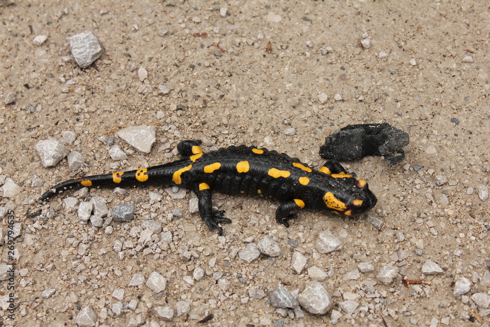 Yellow and black triton salamander Yellow and black triton salamander