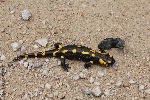 Yellow and black triton salamander 