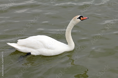 Beautiful white swan