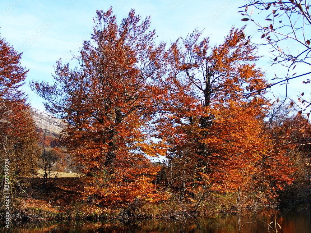 Fototapeta premium Autumn