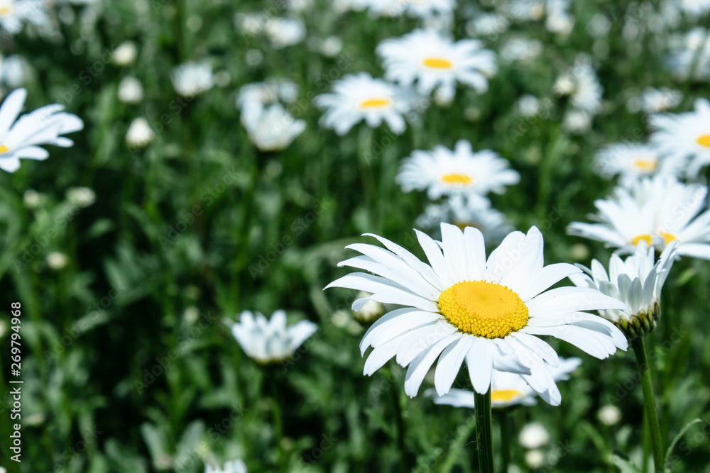 Field of daisies with an emphasis on one flower. Chamomile, chamomile moon Field of daisies with an emphasis on one flower. Chamomile, chamomile moon