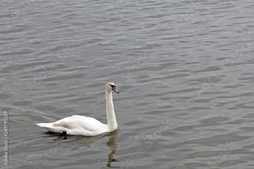 Beautiful white swans