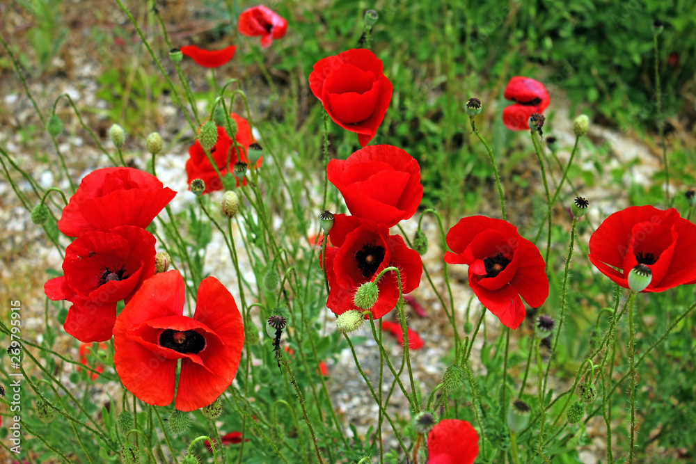 Fototapeta premium Poppy on green background 
