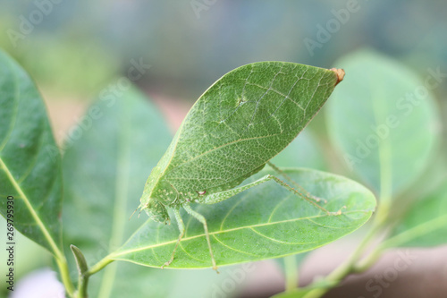 Leaf insects are camouflaged taking on the appearance of leaves. They do to mimic a real leaf so accurately that predators often are not able to distinguish them from real leaves.