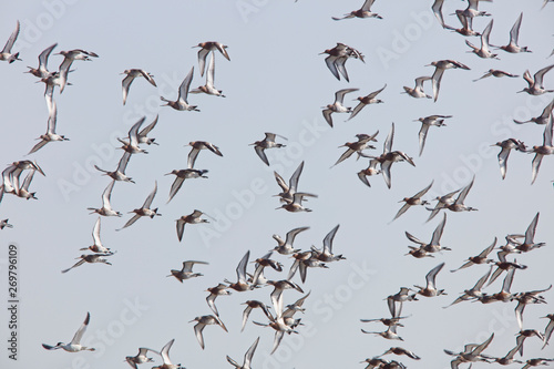 A flock of Black-tailed Godwits (Limosa limosa) in flight, Gloucestershire, England, UK.