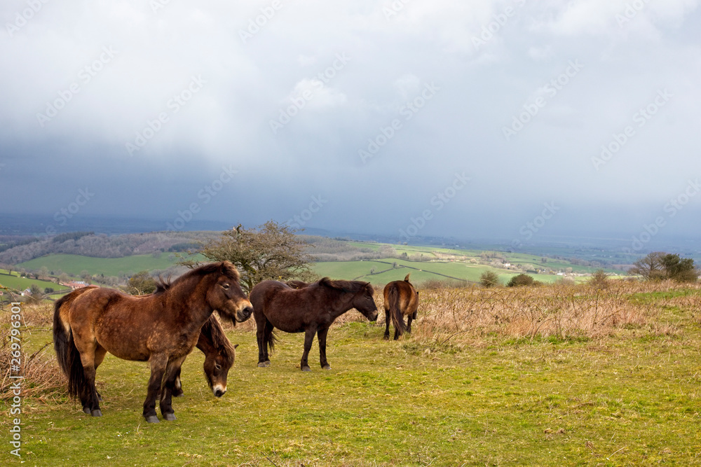 Exmoor ponies, Quantock Hills. Somerset, England, UK.