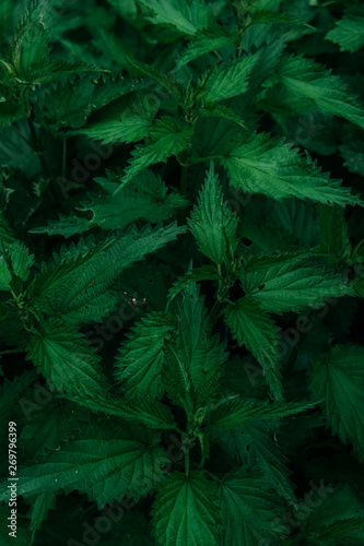 Background with green nettle leaves.