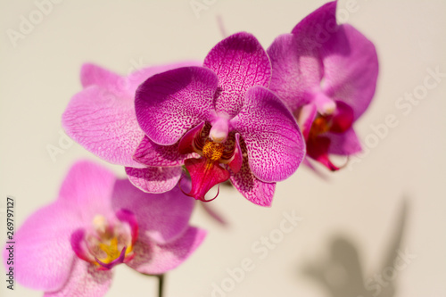 Violet  pink beautiful orchid flowers on a white background with shadow
