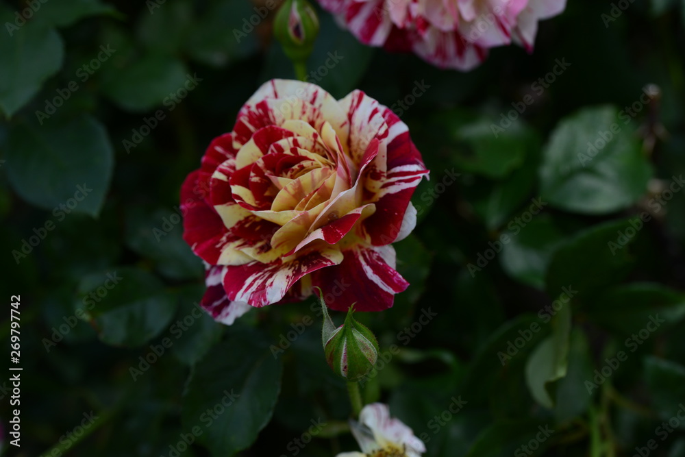 Obraz premium 薔薇