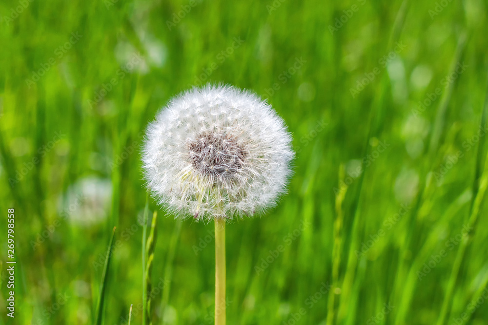 Dandelion on green grass