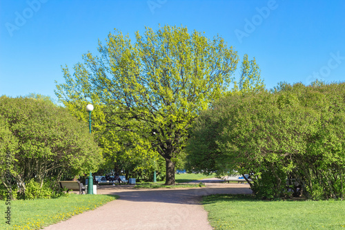 Green foliage on trees in the city Park