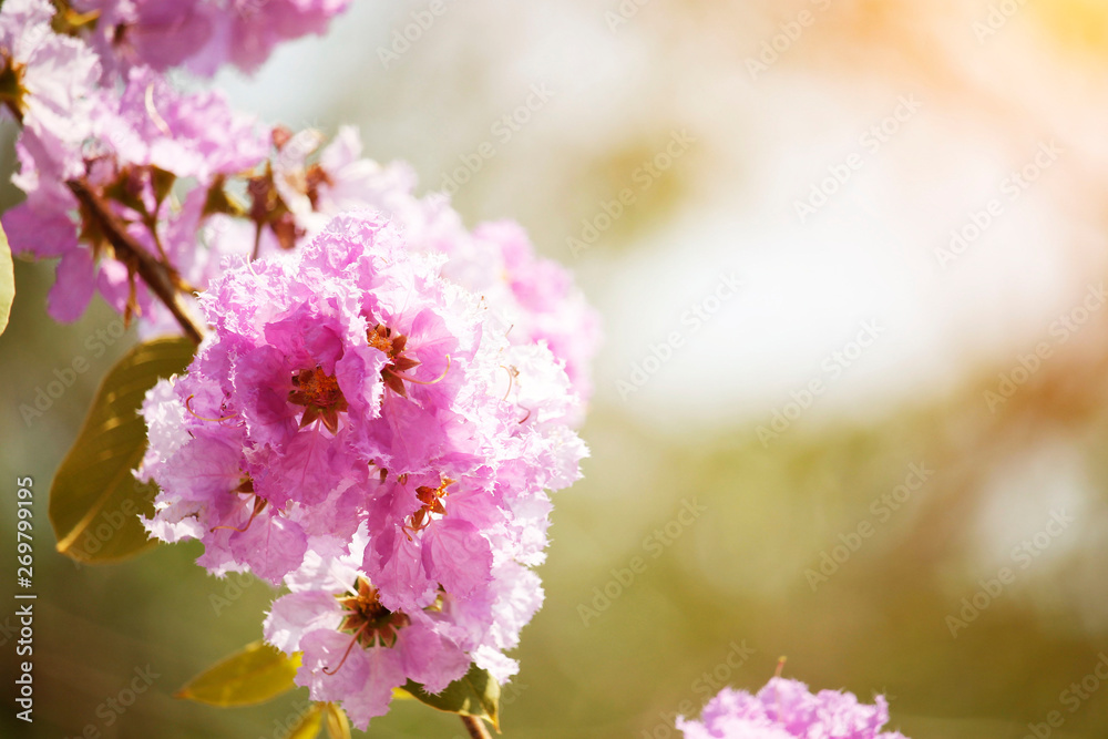 lose-up Pride of india flowers (Lagerstroemia speciosa)