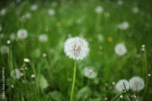 Dandelion is a symbol of summer  and for many people is an allergen.