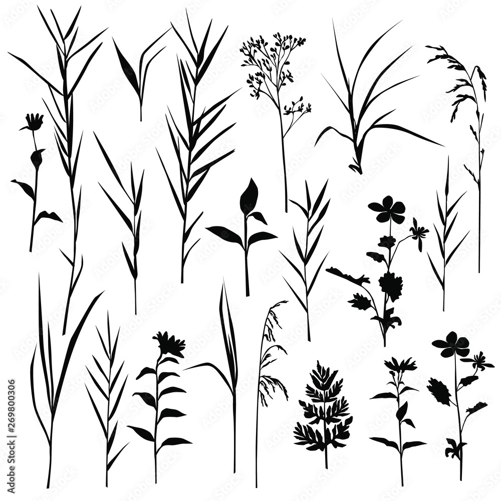Set of silhouette flowers and grass, spring and summer forest and garden field flowers and grass, black color isolated on white background Set of silhouette flowers and grass, spring and summer forest and garden field flowers and grass, black color isolated on white background