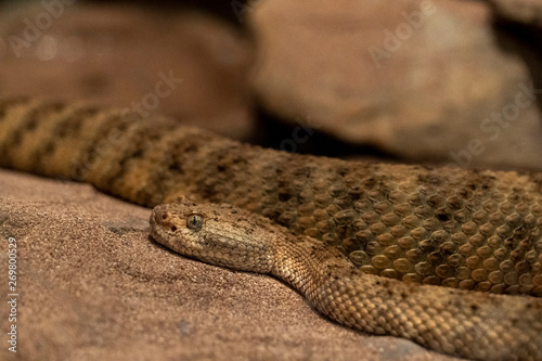 panamint rattlesnake california desert photo