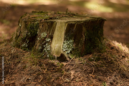 Moss growing on an old tree stump, Kinale Forest, Kenya  photo