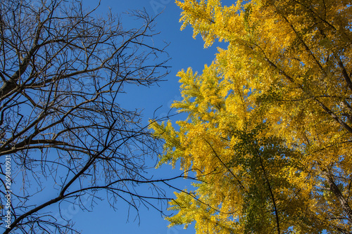 Ginkgo biloba trees in spring and bare branches photo