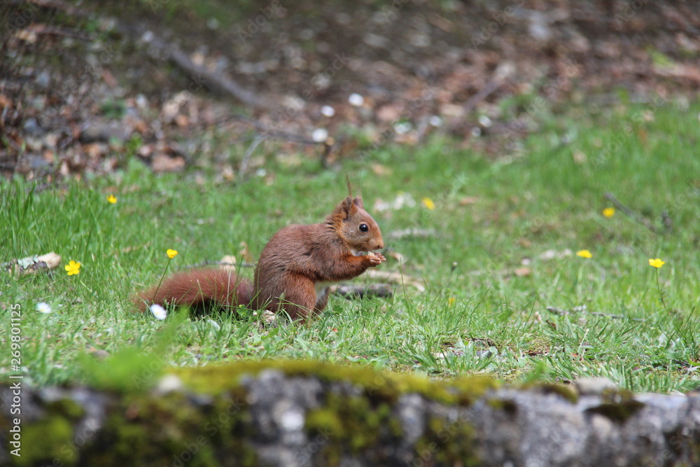 Fototapeta premium squirrel