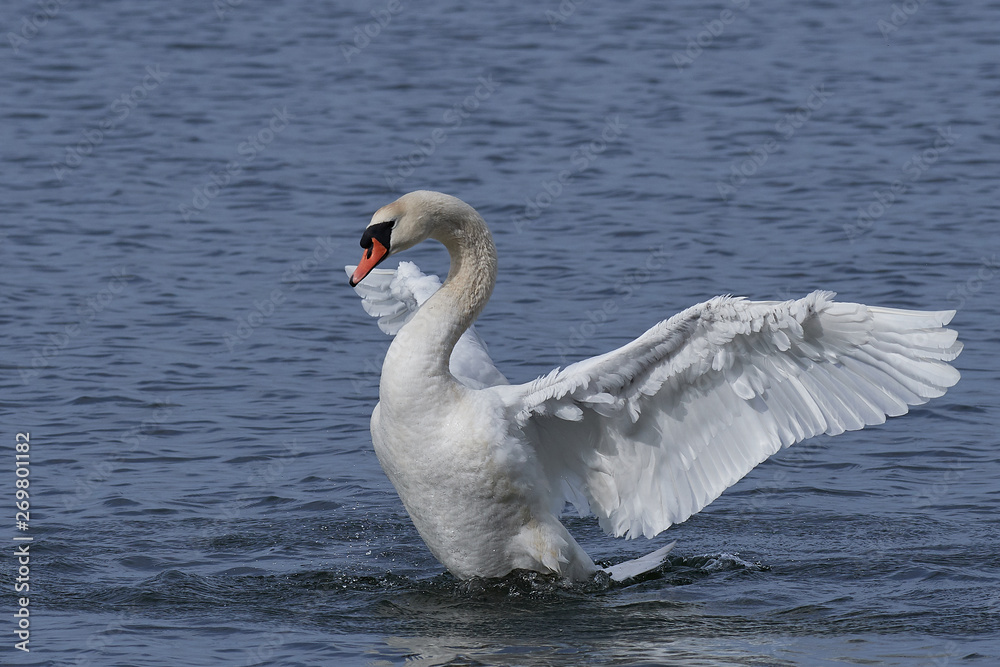 Fototapeta premium Mute swan (Cygnus olor)