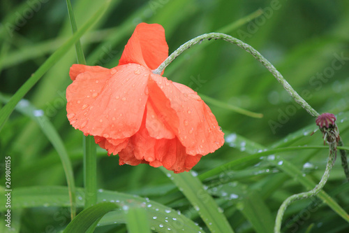 riot of spring flowering