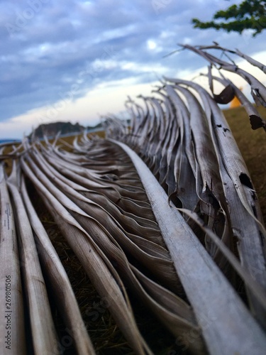 Coconut leaf dry in beach