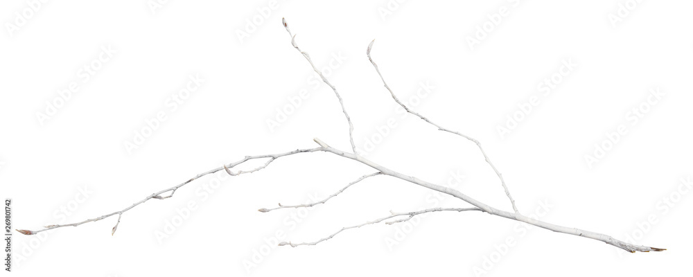 Young spring branch painted by white paint and isolated on white. Decorative birch twigs Young spring branch painted by white paint and isolated on white. Decorative birch twigs