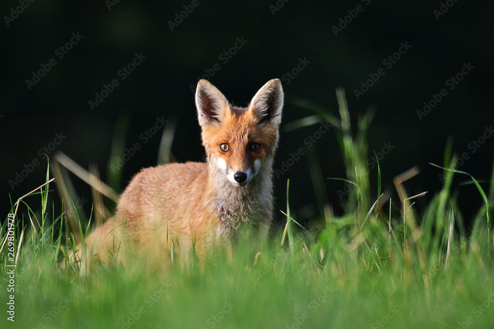 Fototapeta premium renard