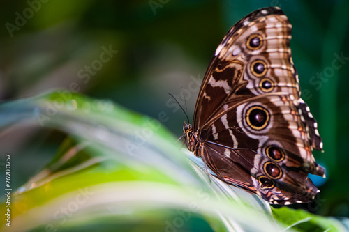 Beautiful butterfly on foliage close-up on a green natural background © Mariana