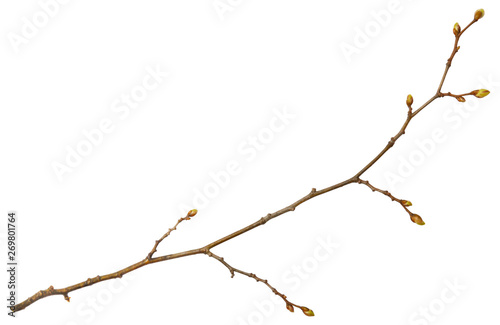 Young spring branch isolated on white