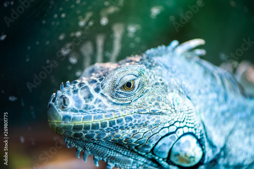 Portrait of an iguana, lizard macro, looks like a dragon, looks straight into the camera