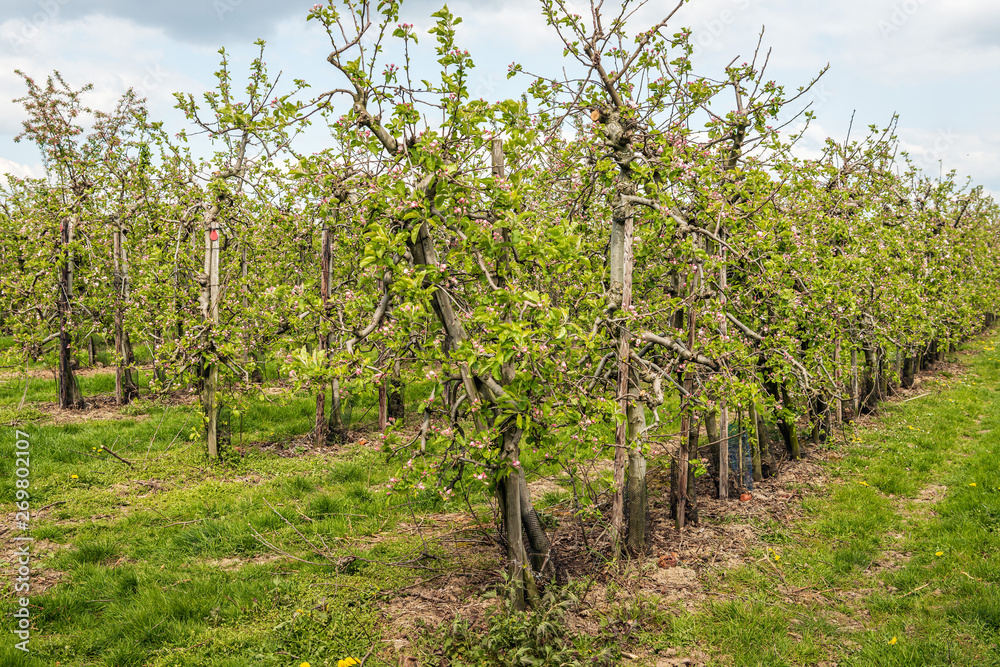 Low apple trees in a Dutch orchard in the spring season
