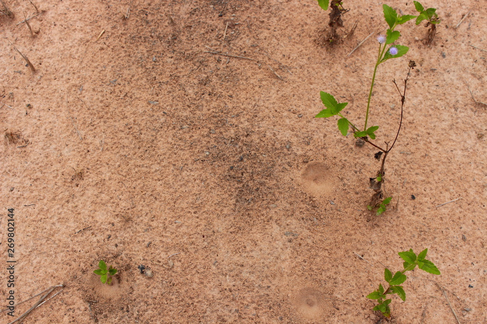 The ground and small trees. The ground and small trees.