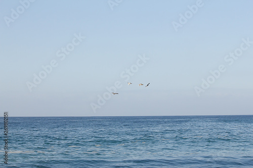 open expanse of blue water highlighted with sunlight flock of pelicans flying