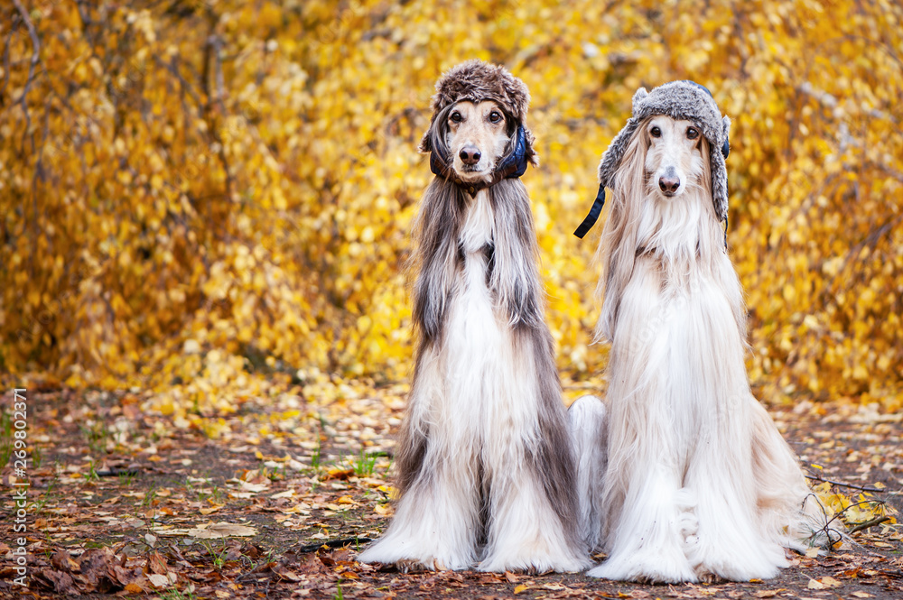 Two stylish Afghan hounds, dogs, in funny fur hats on the background of the autumn forest. Concept clothes for animals, fashion for dogs Two stylish Afghan hounds, dogs, in funny fur hats on the background of the autumn forest. Concept clothes for animals, fashion for dogs