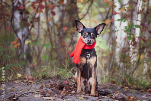 Smart dog  terrier with ideal data stands in the autumn forest and looks into the camera.Wearing a red scarf. Picturesque portrait of a dog.