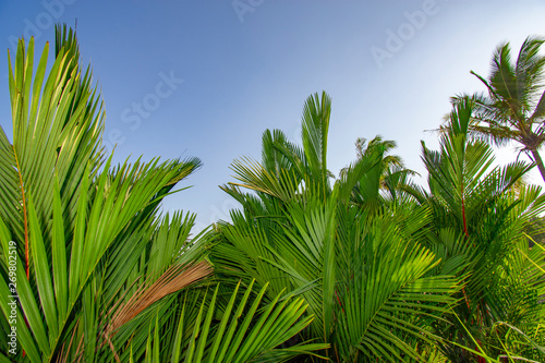 Arecaceae palm plant a clear sky background