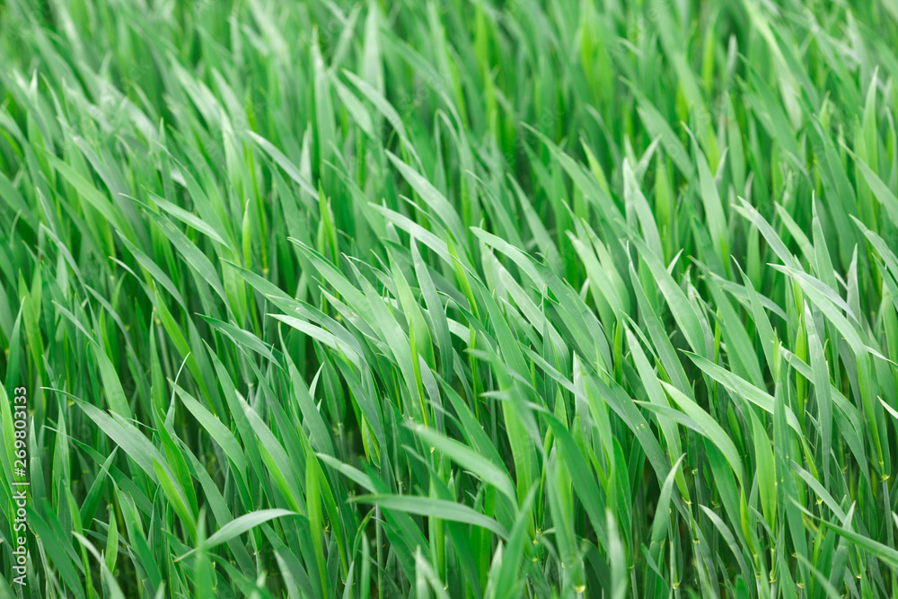 Green grass on the field in summer Green grass on the field in summer
