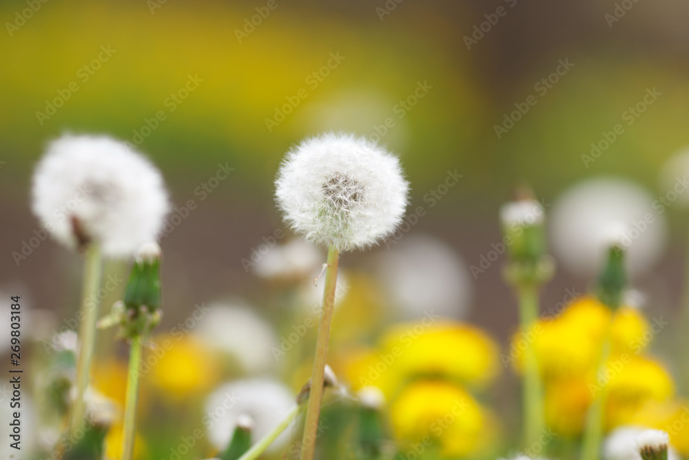 Dandelions in the field Dandelions in the field