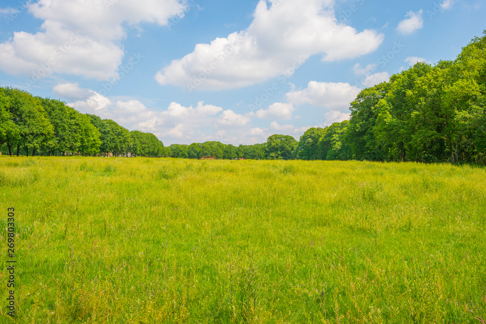 Fototapeta premium Trees in a field under a blue cloudy sky in sunlight in spring