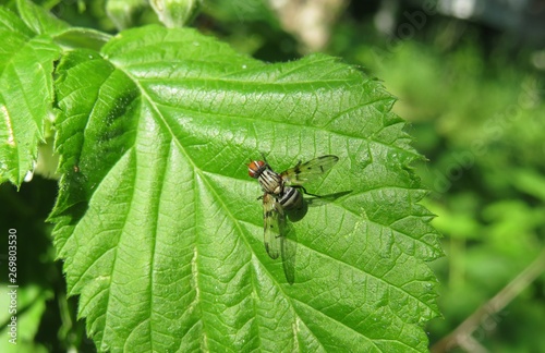 Fruit fly on green leaf in the garden, closeup