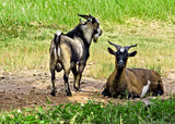 goat stand in Green Meadow Grass