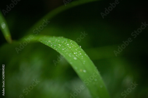 Fresh green grass with dew drops close up. Water drops on the fresh grass after rain. Light morning dew on the green grass.