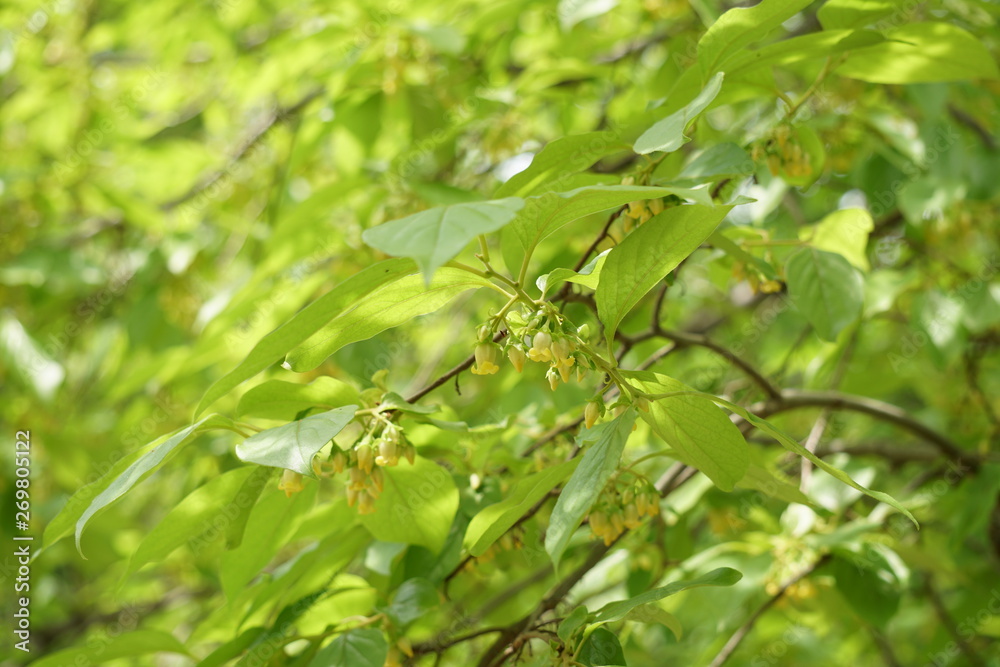 柿の雄花 柿の雄花