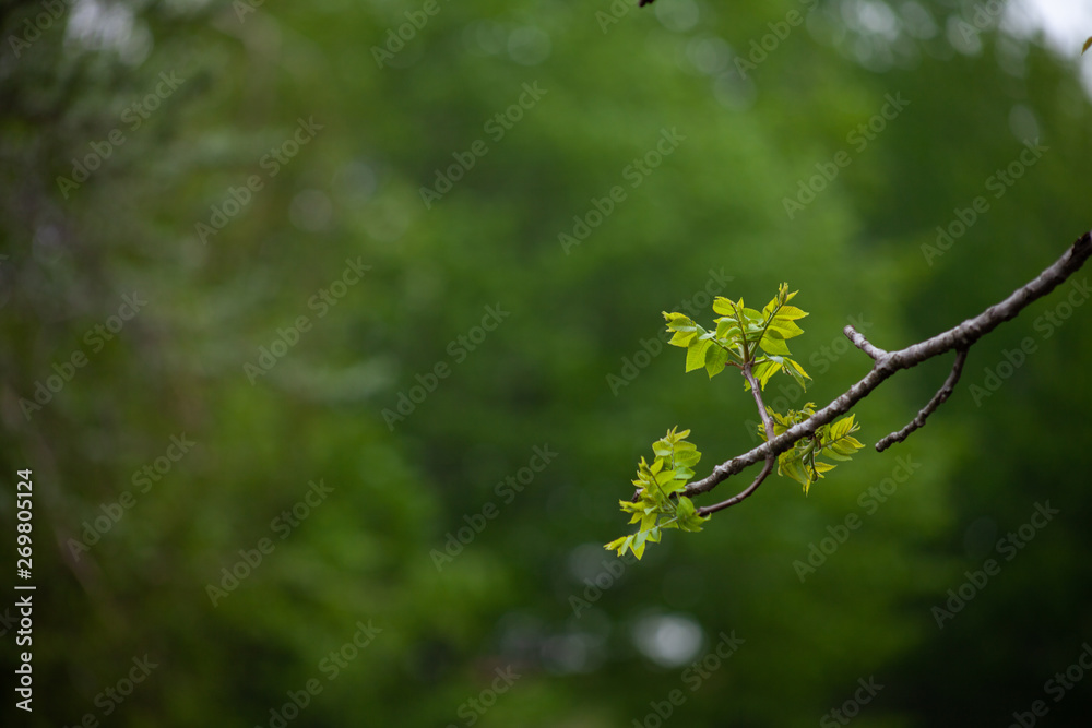 Young walnuts on the tree at sunset. Green leaves blurred background. Young walnuts on the tree at sunset. Green leaves blurred background.